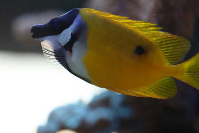 Siganus unimaculatus