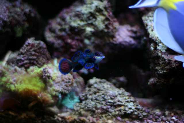 Synchiropus spendidus femelle