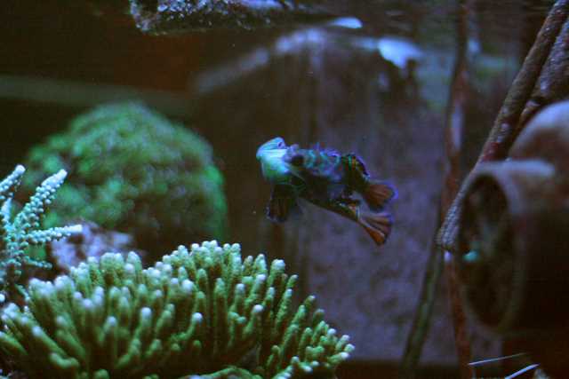 Parade des Synchiropus spendidus