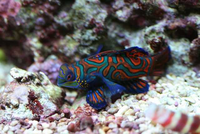 Synchiropus spendidus male