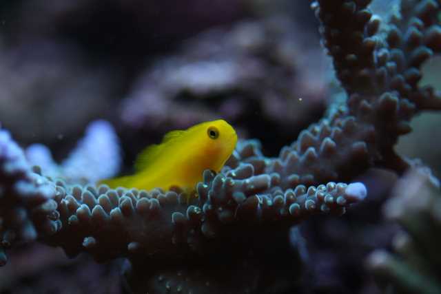 Gobiodon okinawe