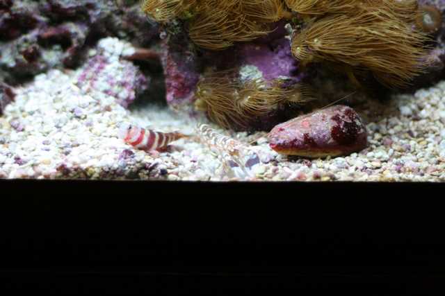 Amblyeleotris aurora et Alpheus Bellulus