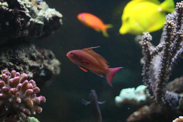 Pseudoanthias squamipinnis mâle
