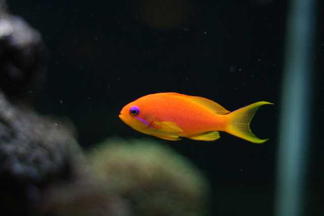 Pseudoanthias squamipinnis femelle
