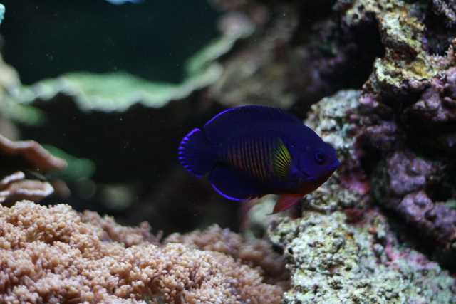 Centropyge bispinosus