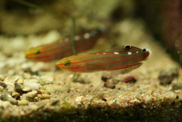 Amblygobius rainfordi