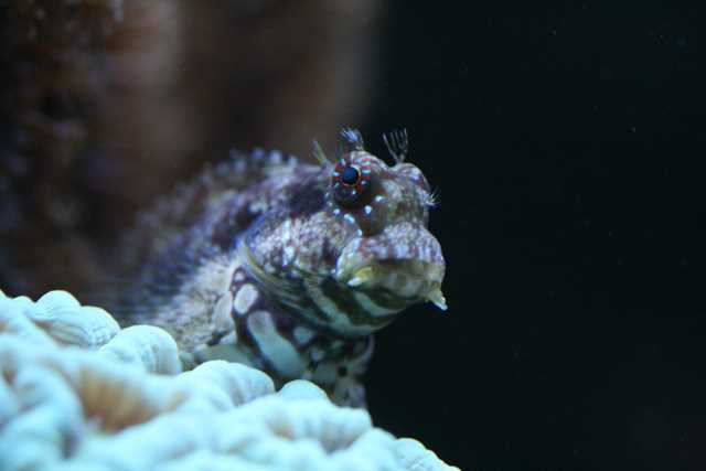 Salaria fasciatus